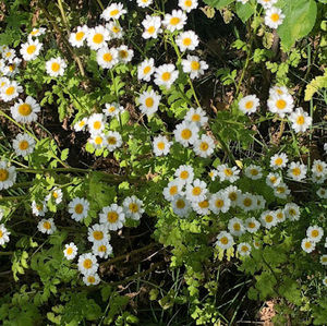 Meet your Posher, Cecilia